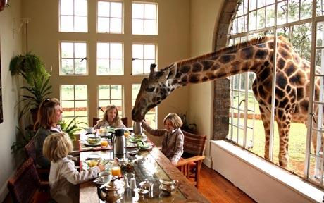 giraffe at home